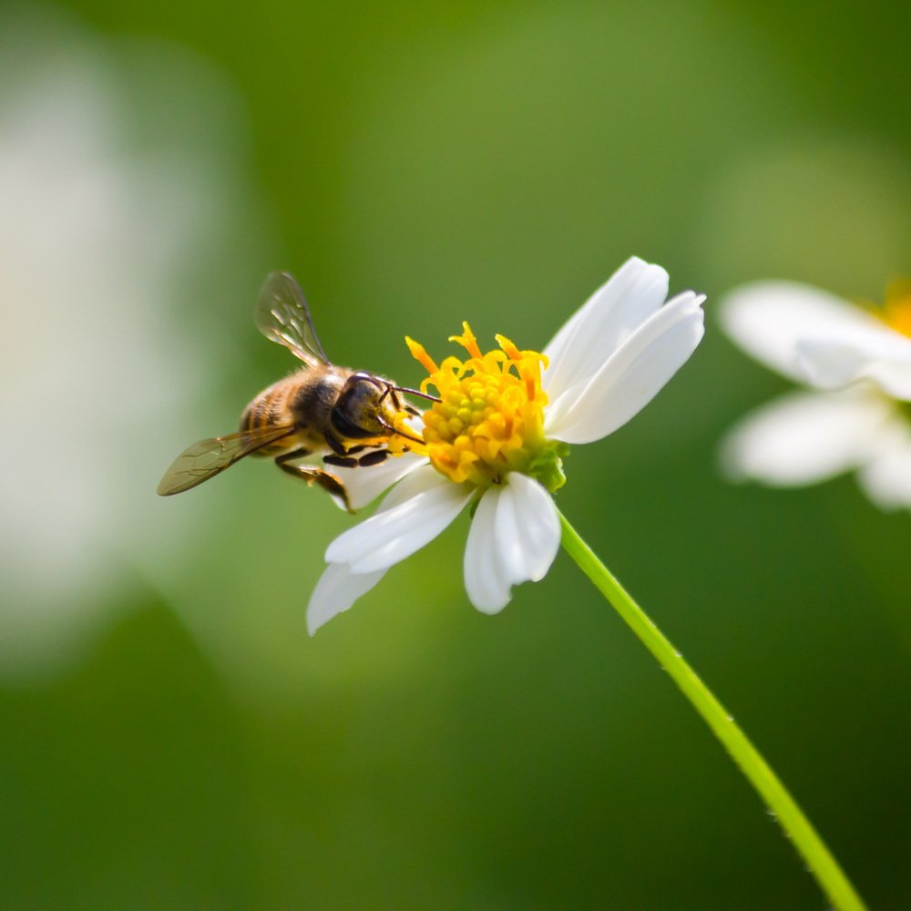 Herbal Remedies for Colds and Spring Allergies
